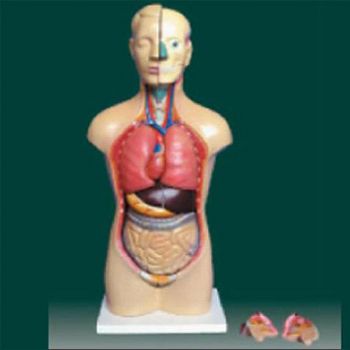  男、女兩性人體半身軀干模型KAR/10003D  