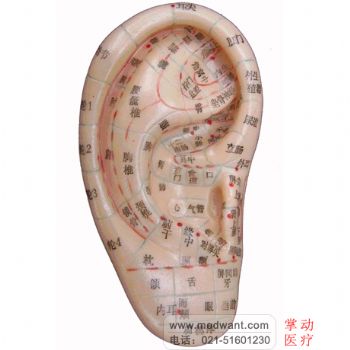 上海經(jīng)絡通耳穴模型/耳針模型/耳朵模型/針灸耳模型模型 13CM