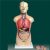  男、女兩性人體半身軀干模型KAR/10003D  